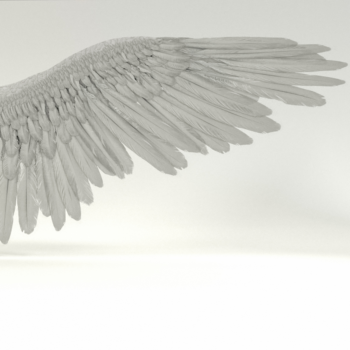 Angel or Bird Wings - Extended License by N/A