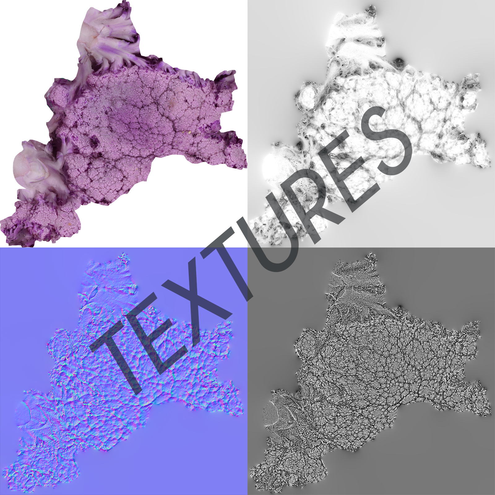 Vegetable Purple Cauliflower - Photoscanned PBR - Extended License by N/A