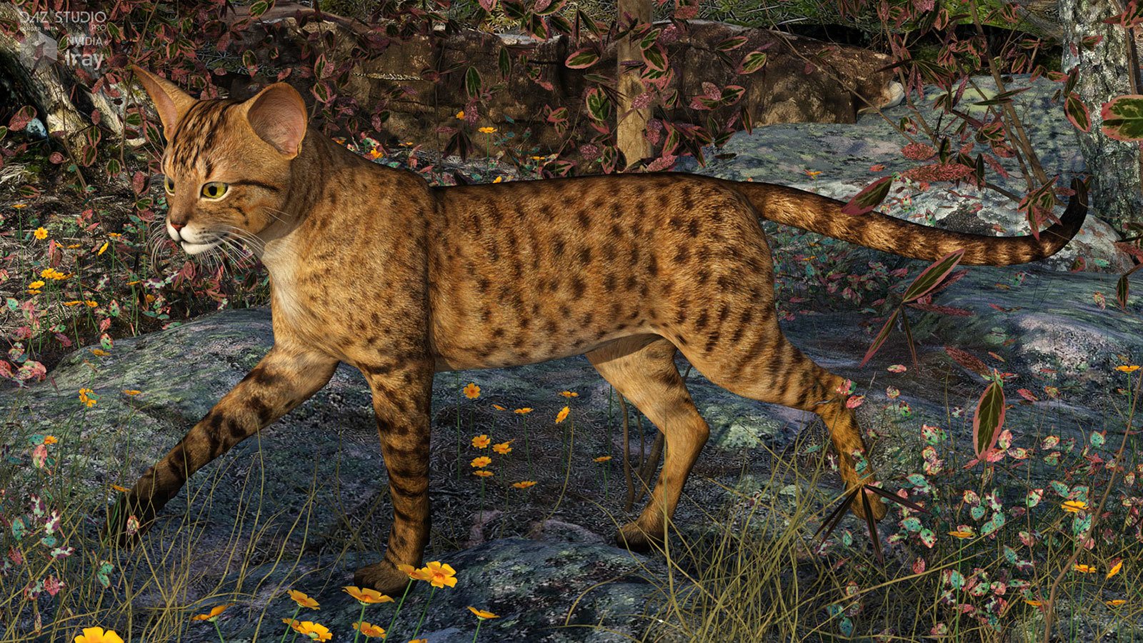 CWRW Exotics 1 for the HW House Cat by N/A