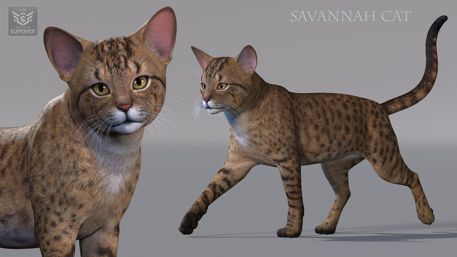 CWRW Exotics 1 for the HW House Cat by N/A