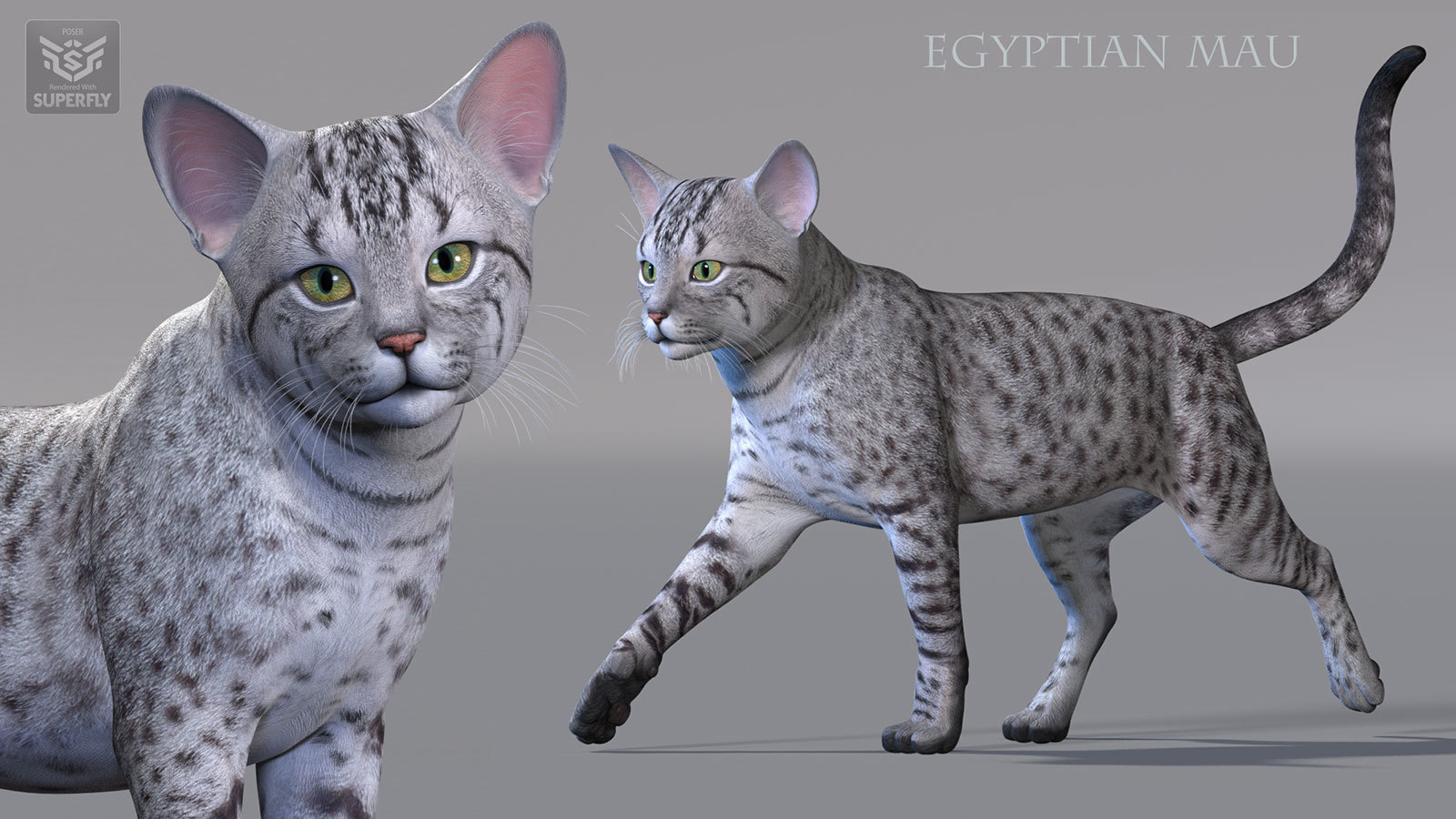 CWRW Exotics 1 for the HW House Cat by N/A
