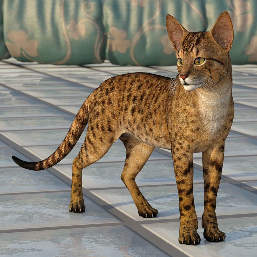 CWRW Exotics 1 for the HW House Cat by N/A
