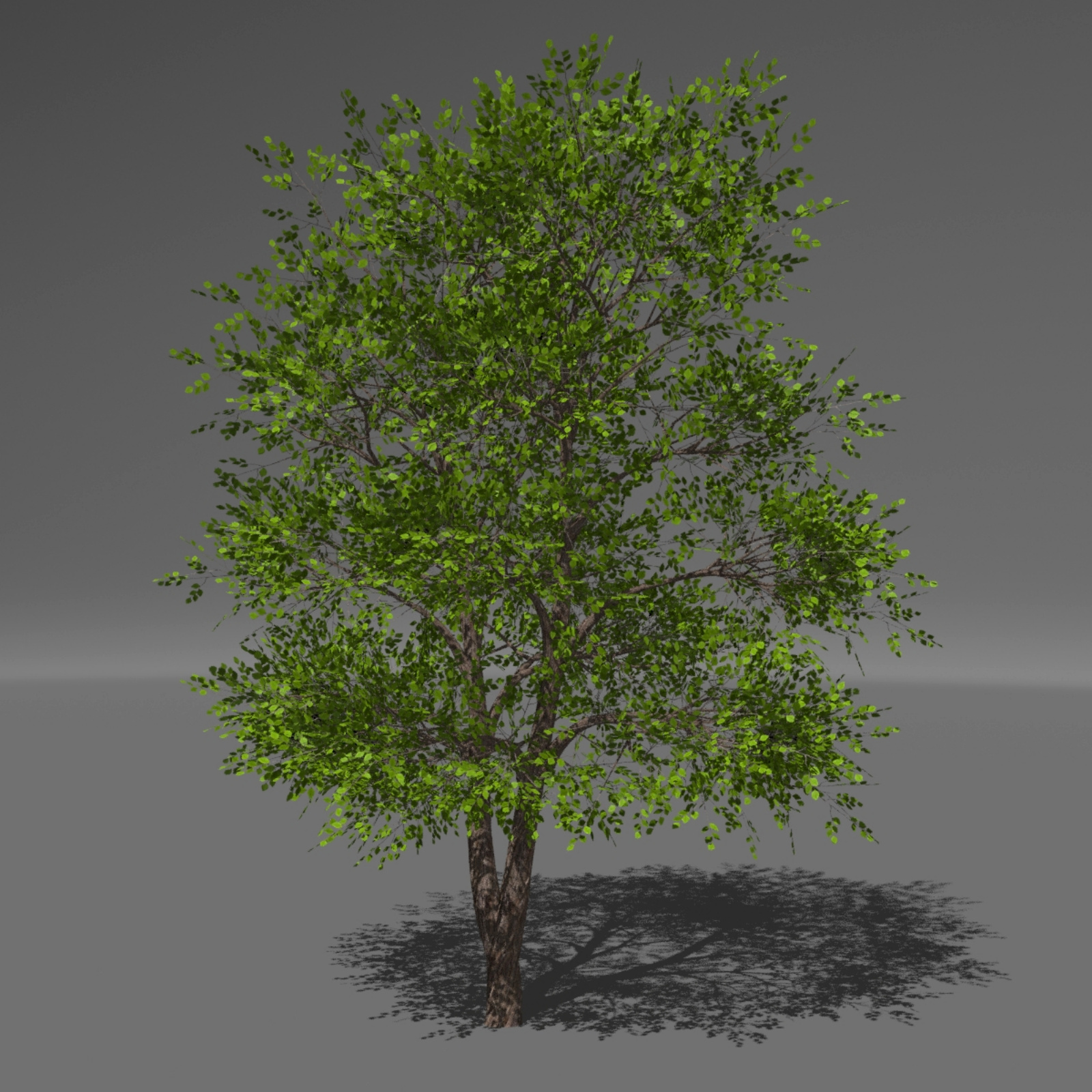 Trees and Grasses Poser by N/A