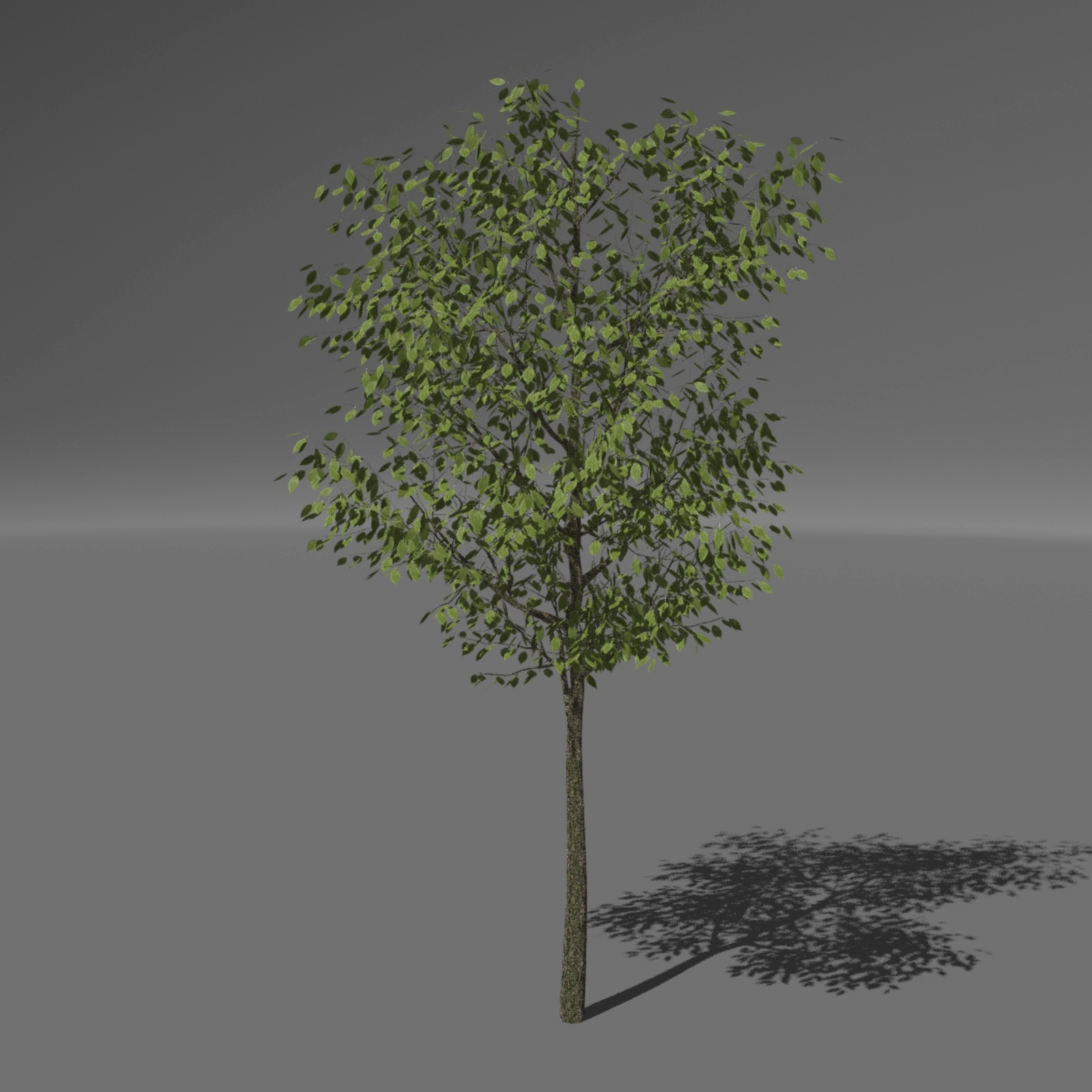 Trees and Grasses Poser by N/A