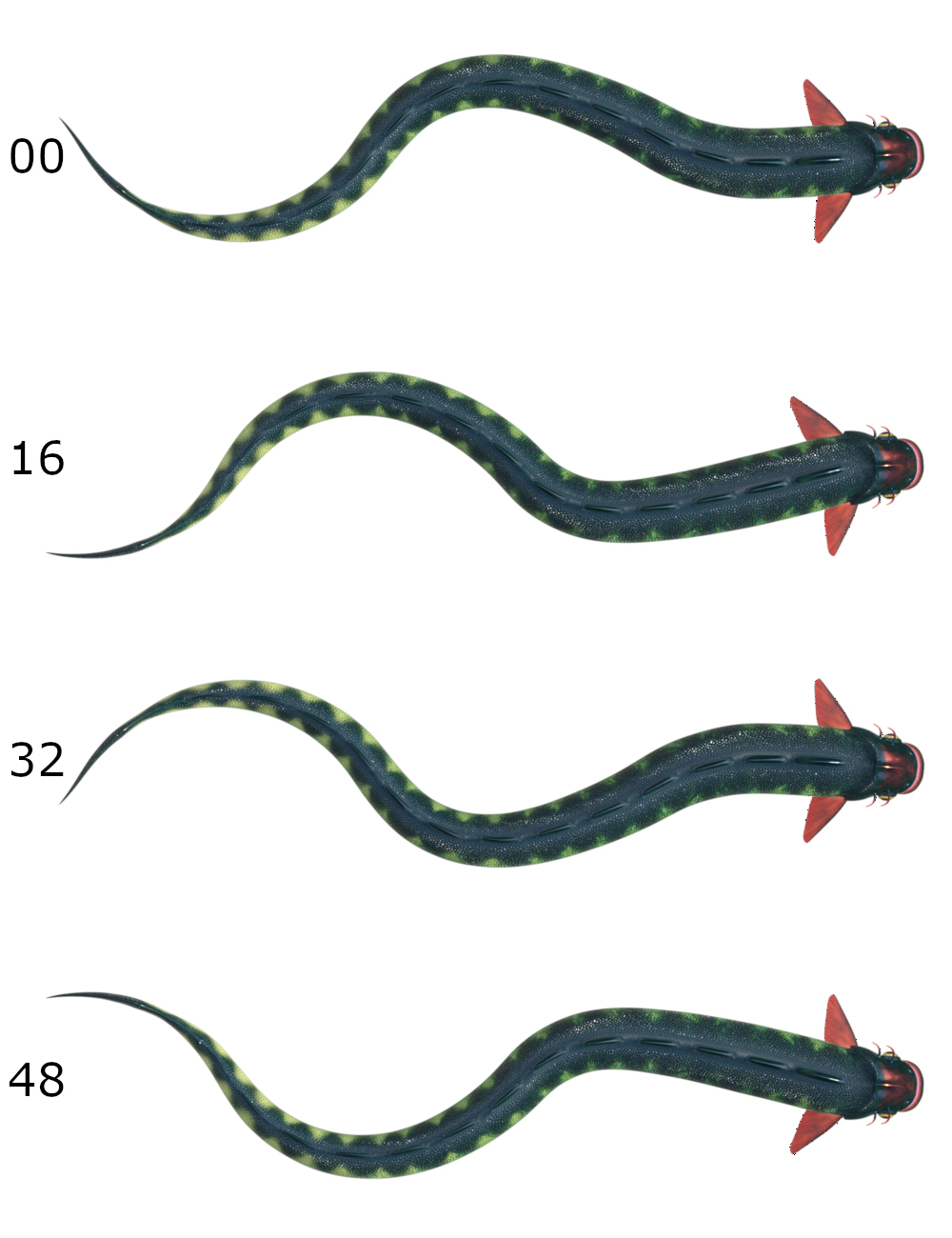 Fishsnake by N/A