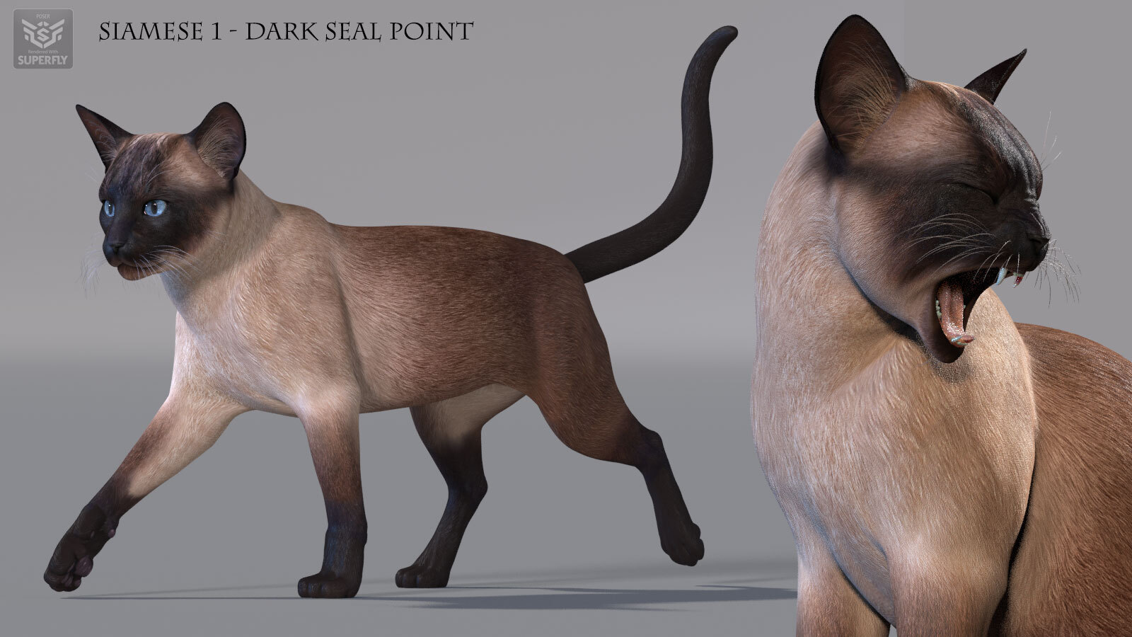 CWRW Siamese by N/A