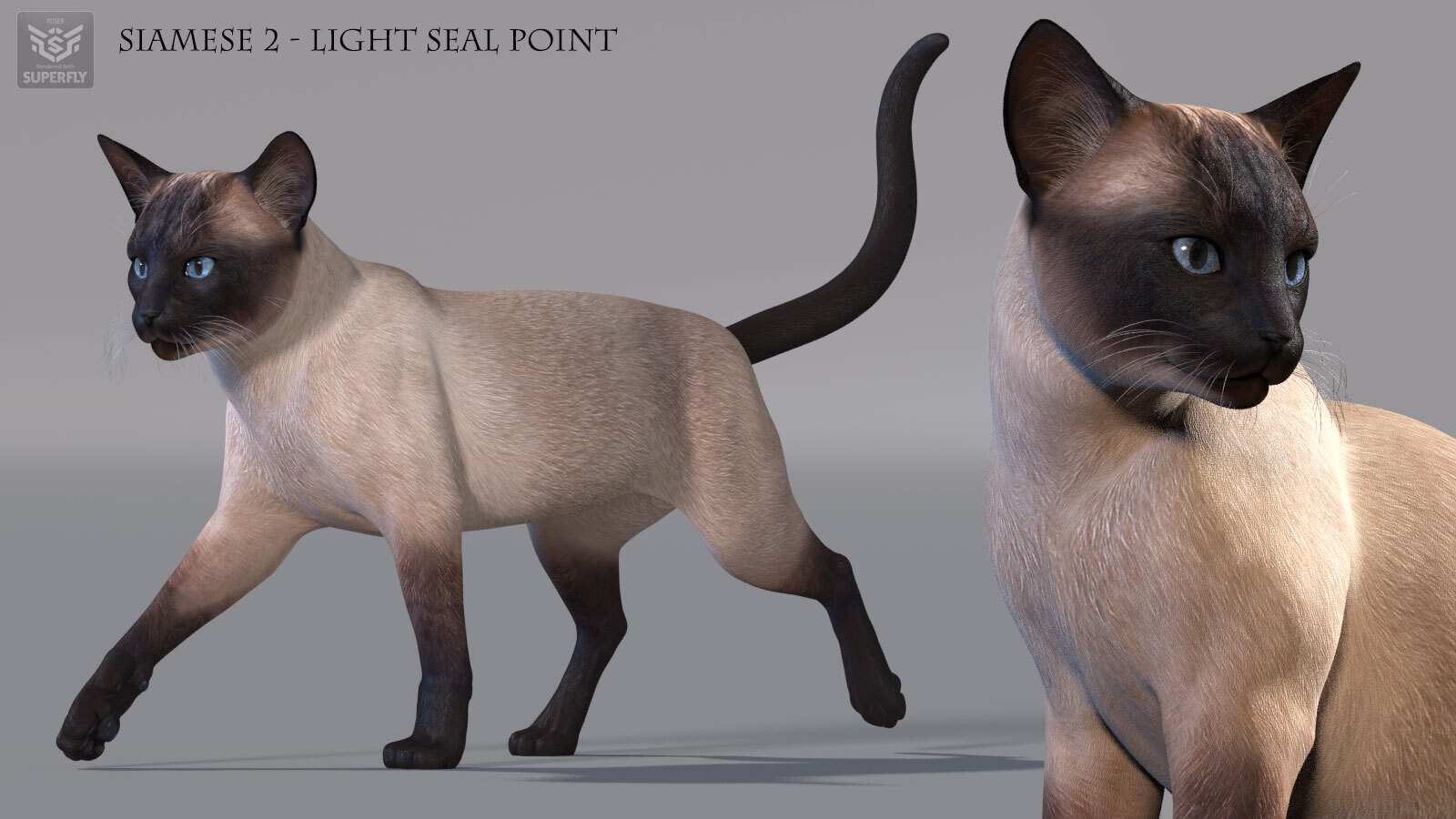 CWRW Siamese by N/A