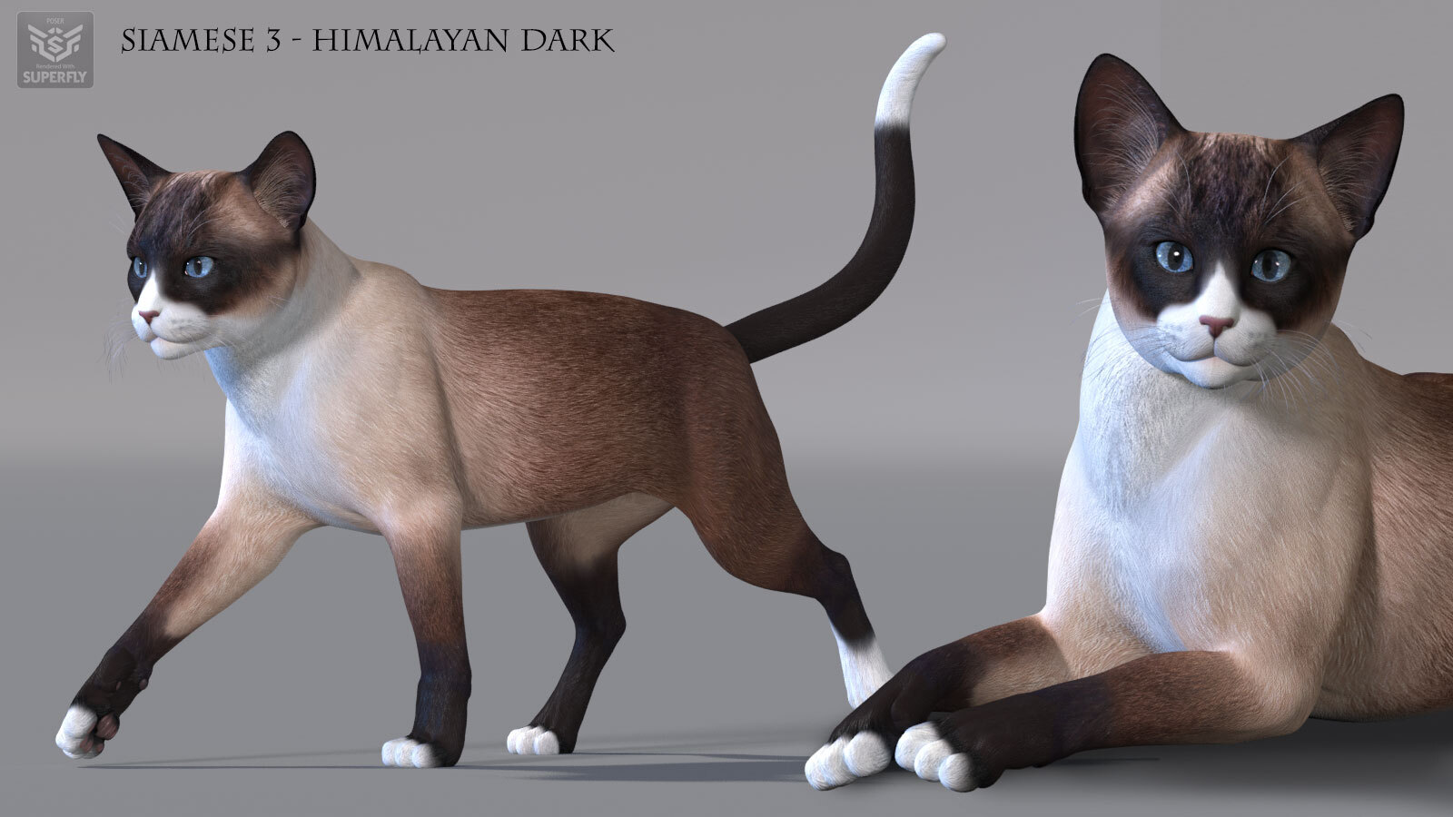 CWRW Siamese by N/A