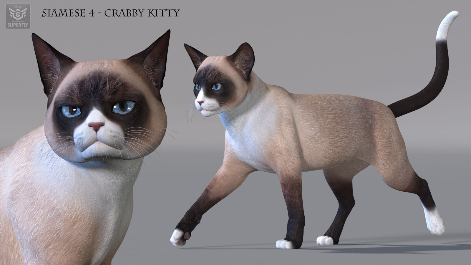 CWRW Siamese by N/A