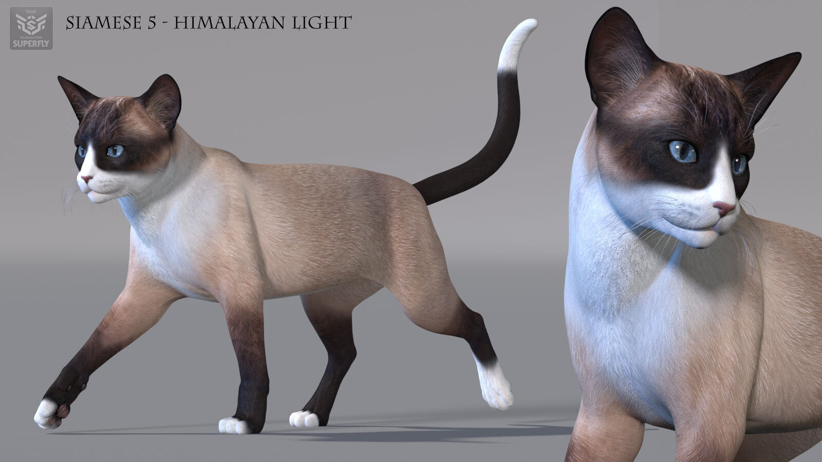 CWRW Siamese by N/A