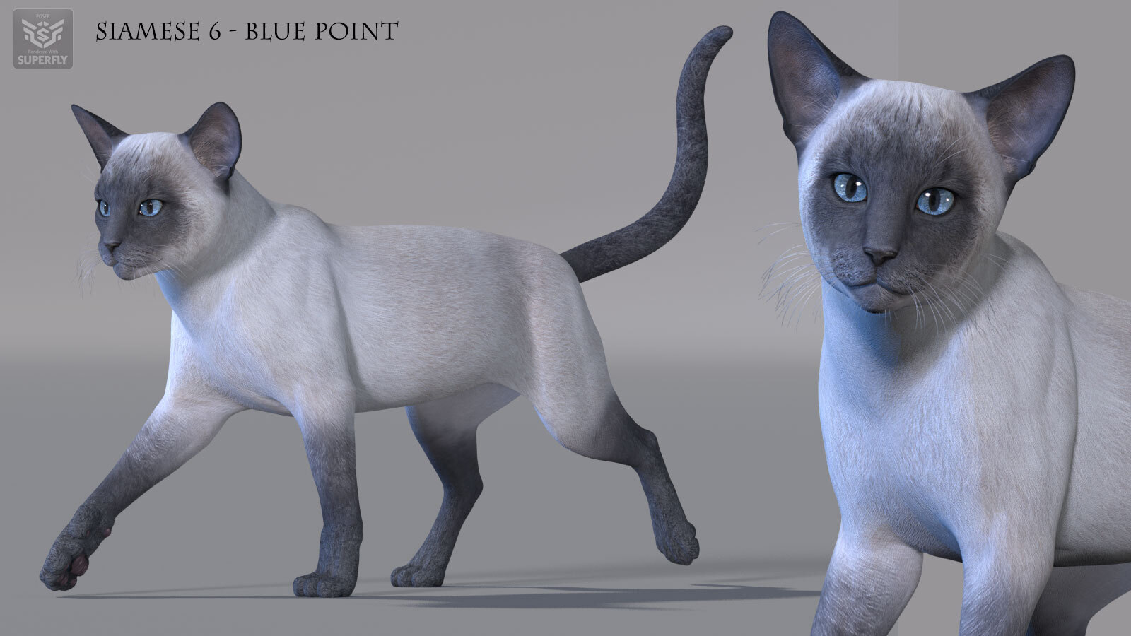 CWRW Siamese by N/A