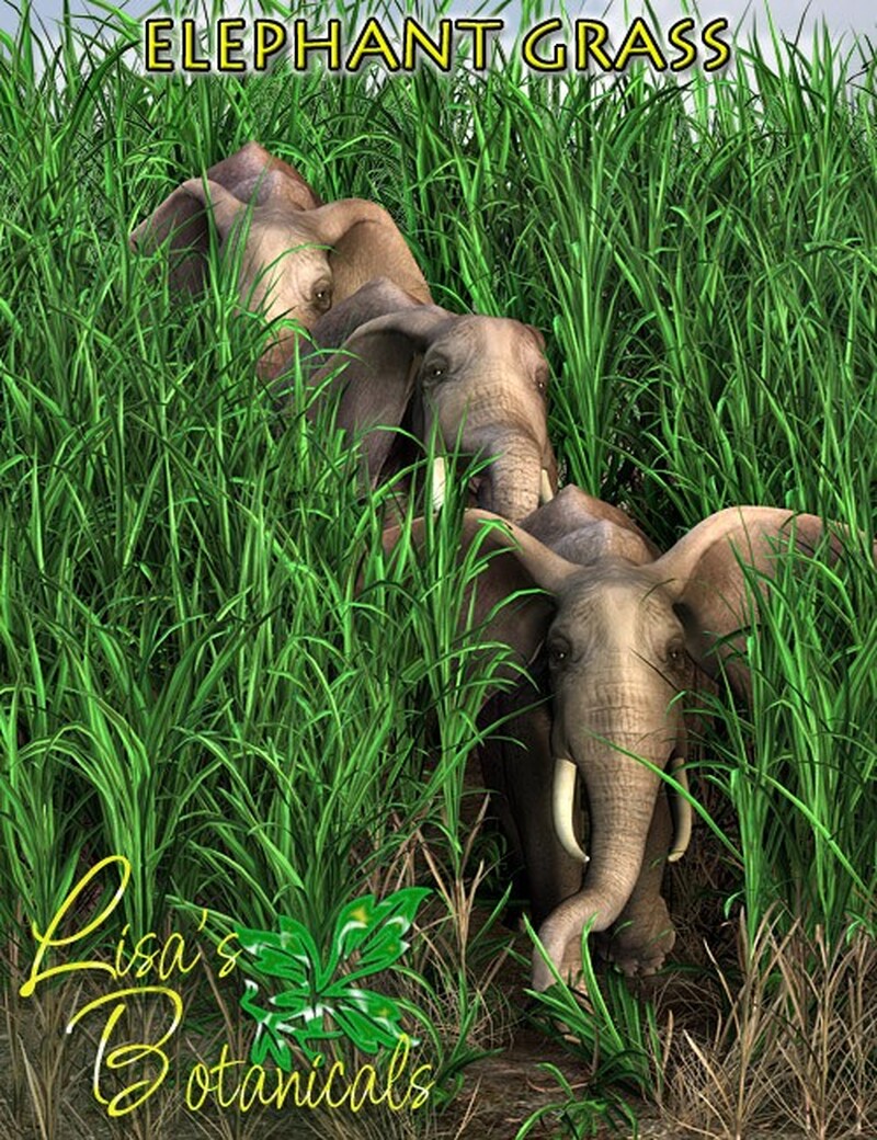 Lisa's Botanicals - Elephant Grass by N/A