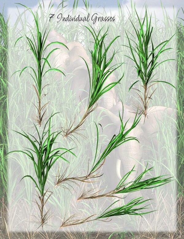 Lisa's Botanicals - Elephant Grass by N/A