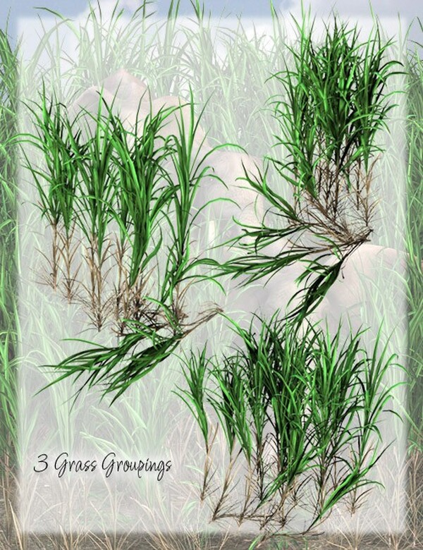 Lisa's Botanicals - Elephant Grass by N/A