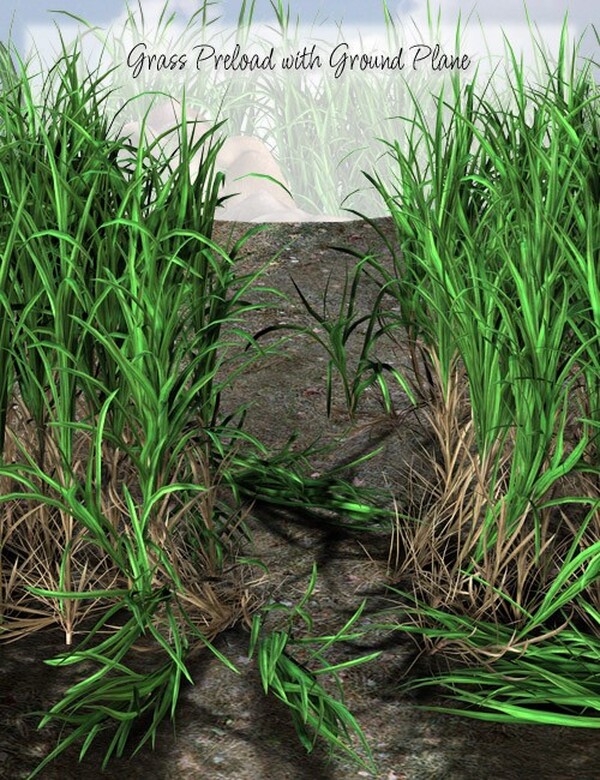 Lisa's Botanicals - Elephant Grass by N/A