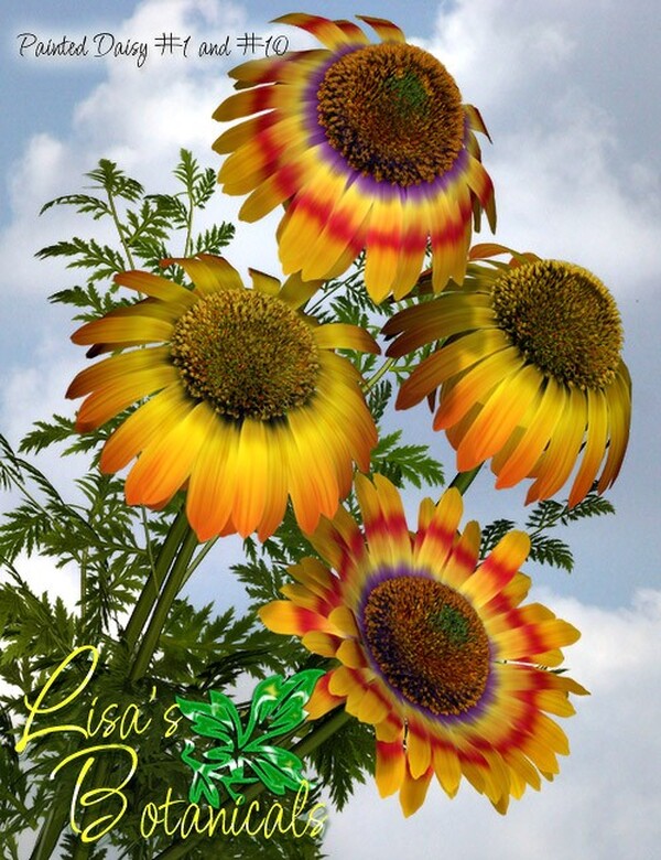 Lisa's Botanicals - Painted Daisy Garden by N/A