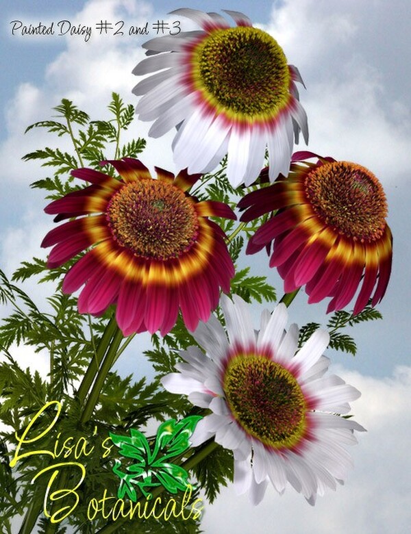 Lisa's Botanicals - Painted Daisy Garden by N/A