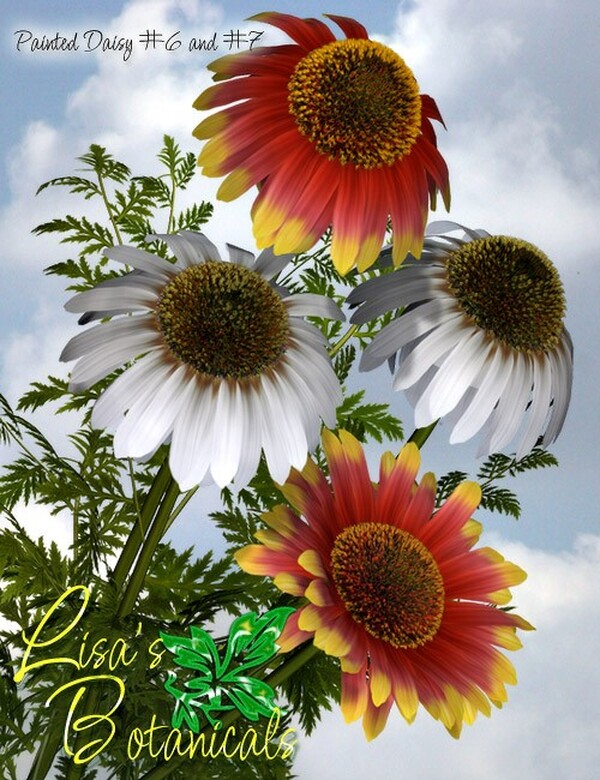 Lisa's Botanicals - Painted Daisy Garden by N/A