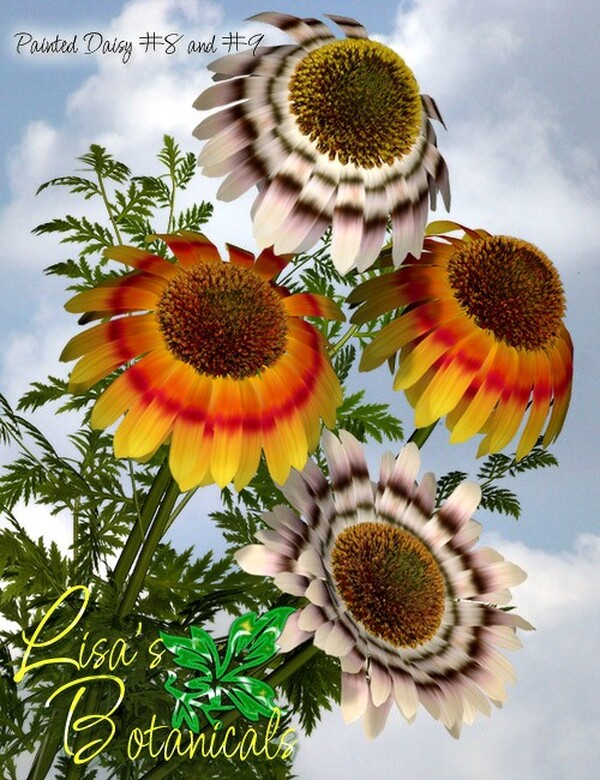 Lisa's Botanicals - Painted Daisy Garden by N/A
