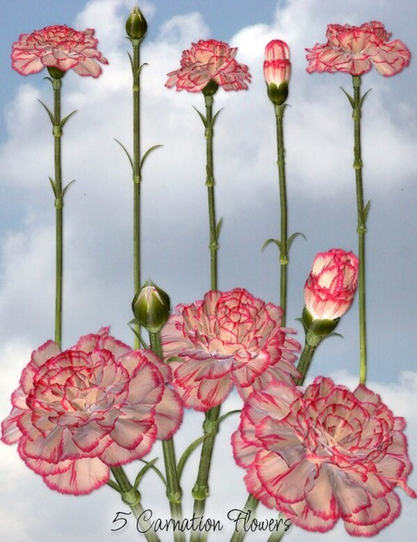 Lisa's Botanicals - Carnation by N/A