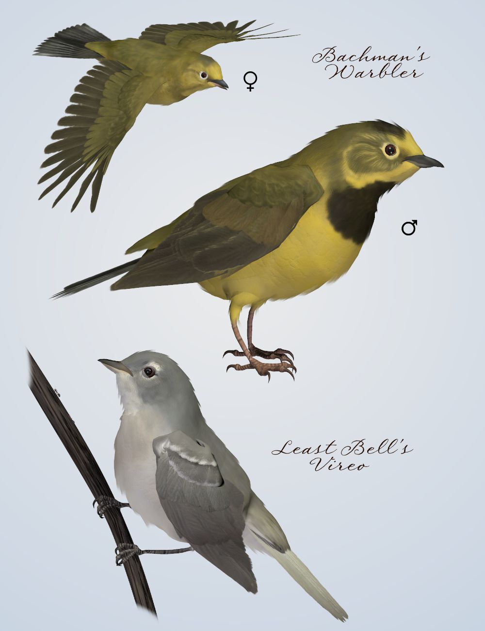 Songbird ReMix  Threatened, Endangered, Extinct by N/A