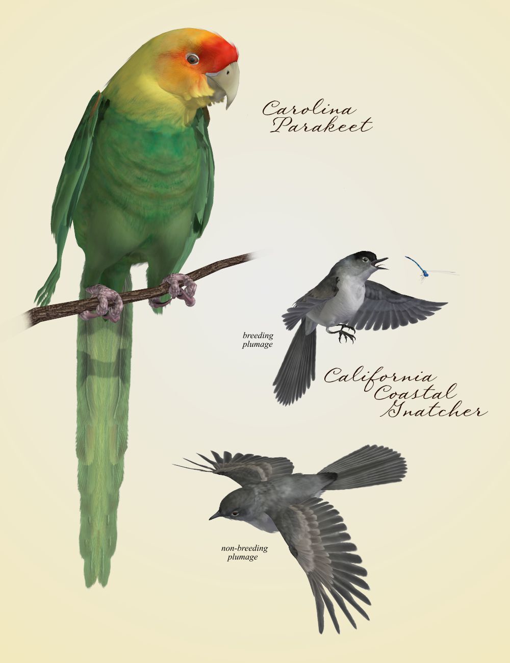 Songbird ReMix  Threatened, Endangered, Extinct by N/A