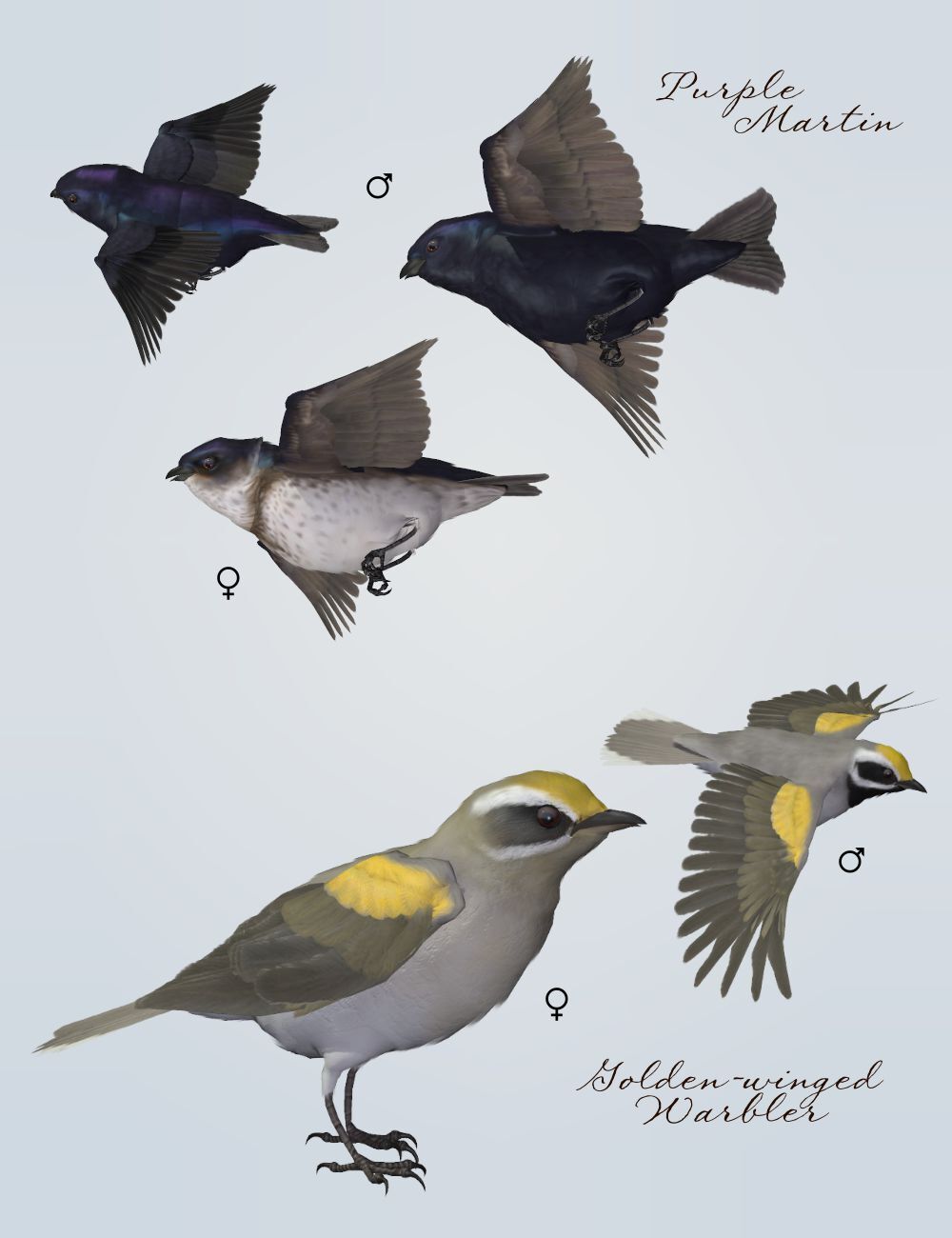 Songbird ReMix  Threatened, Endangered, Extinct by N/A