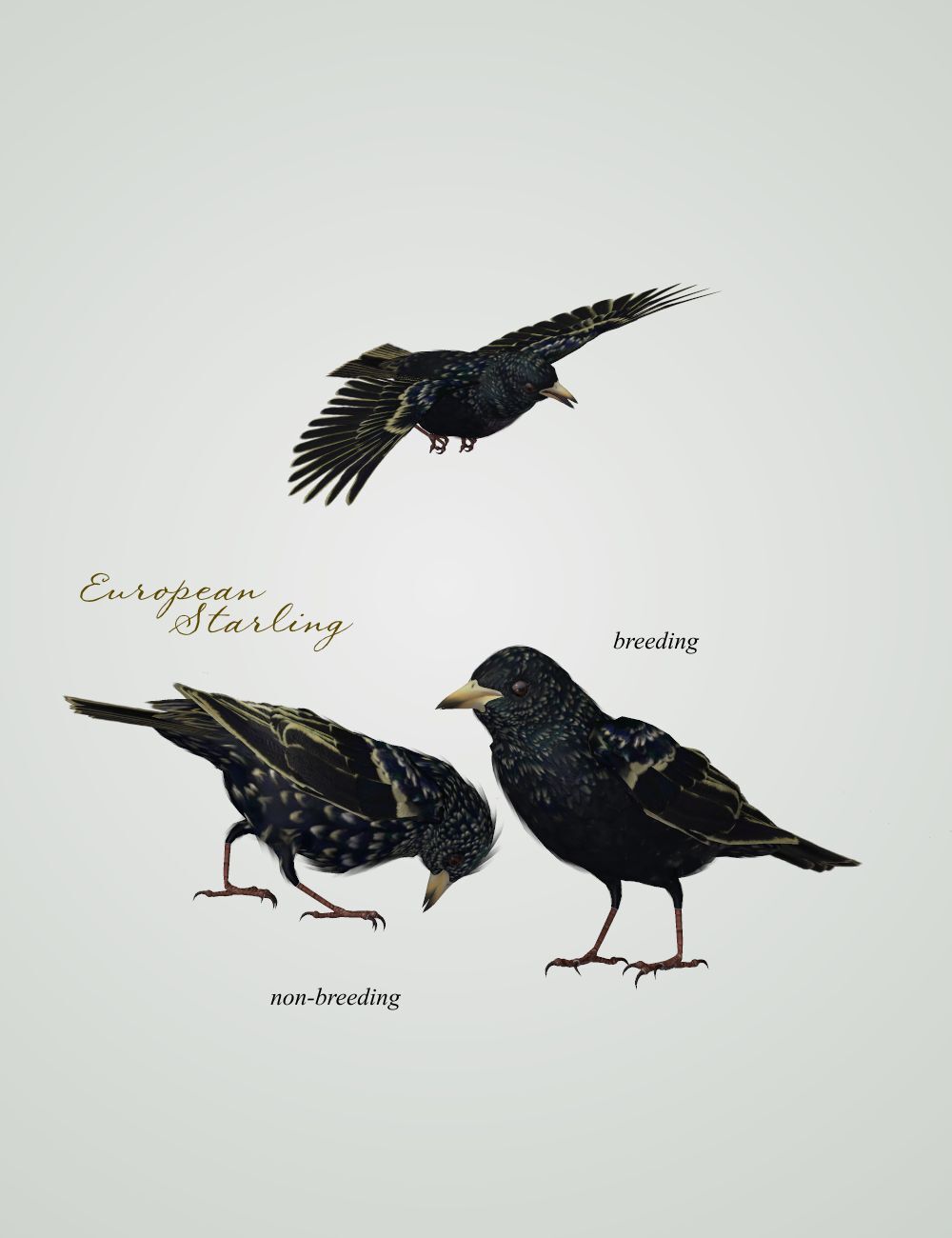 Songbird ReMix European Edition by N/A