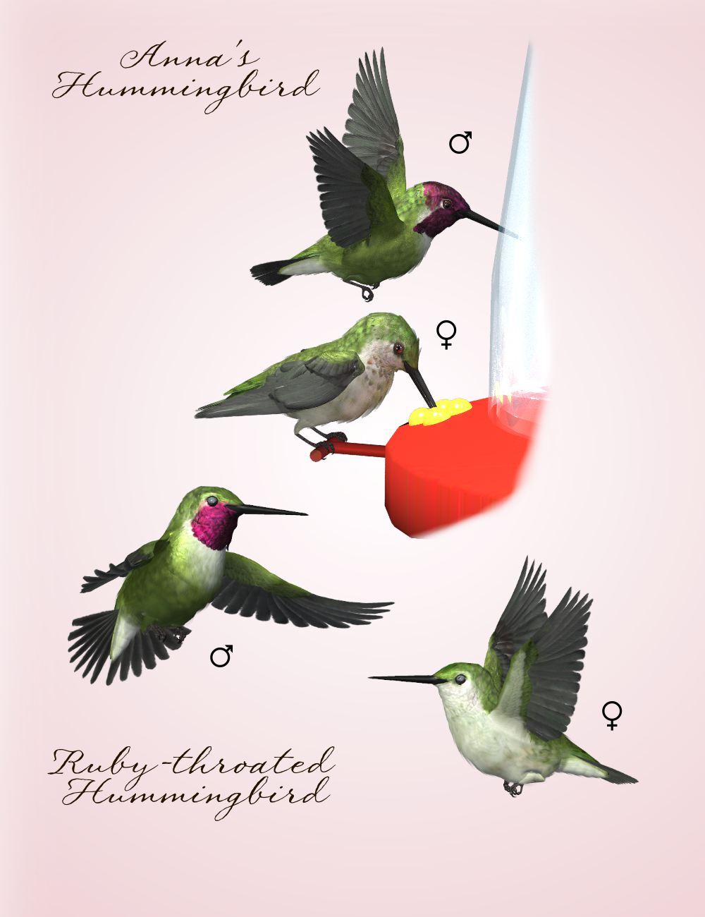 Songbird ReMix Second Edition by N/A
