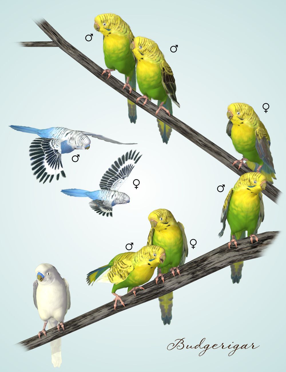 Songbird ReMix Pet Shop by N/A