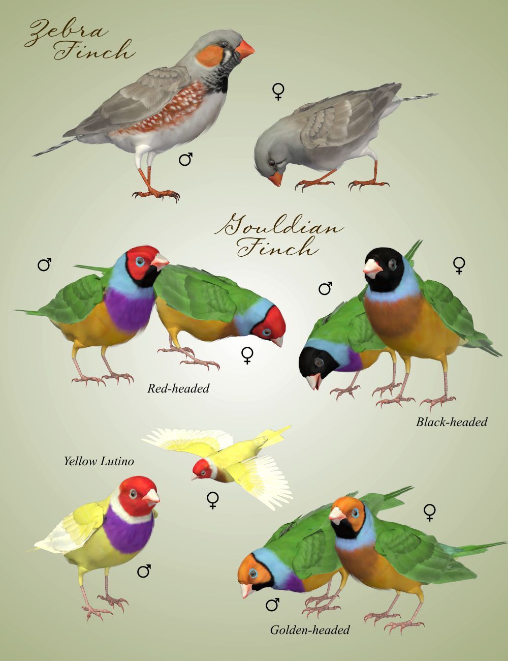Songbird ReMix Pet Shop by N/A