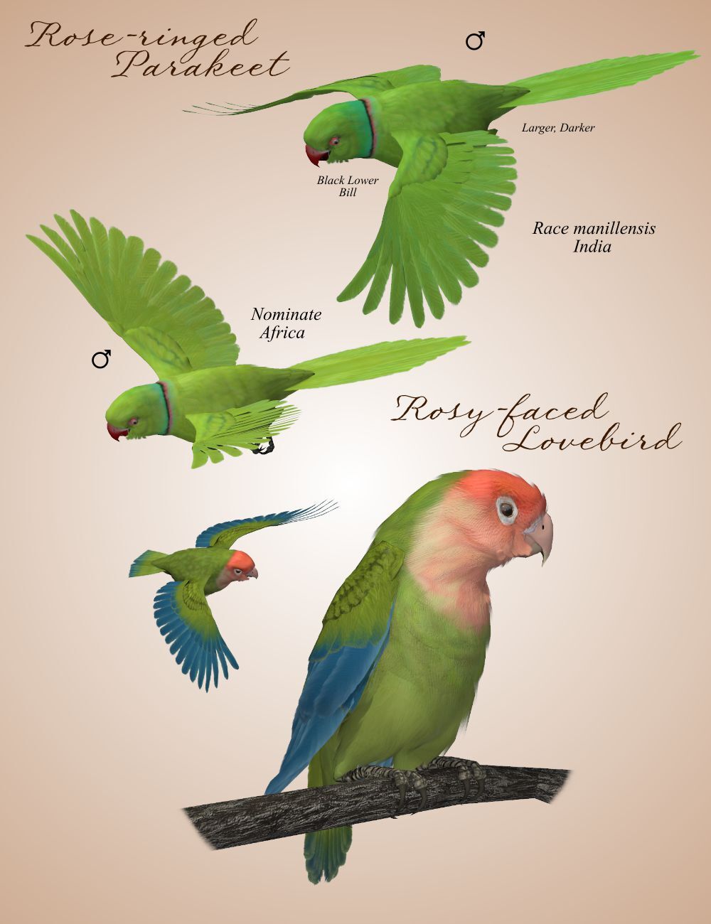 Songbird ReMix Pet Shop by N/A