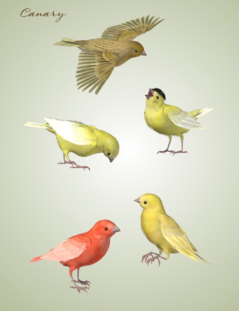 Songbird ReMix Pet Shop by N/A