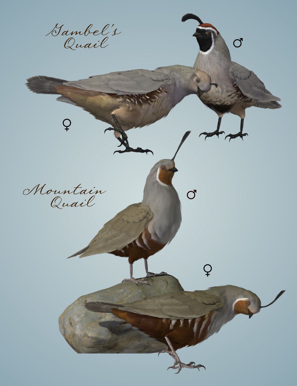 Songbird ReMix Gamebirds by N/A