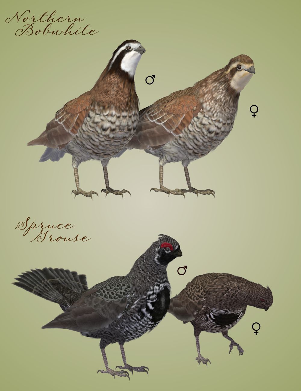 Songbird ReMix Gamebirds by N/A
