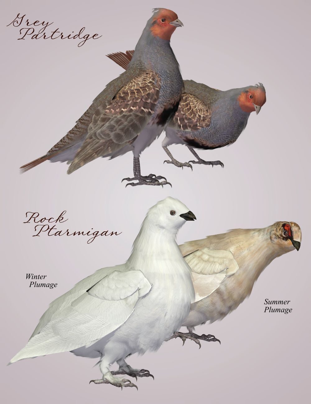 Songbird ReMix Gamebirds by N/A