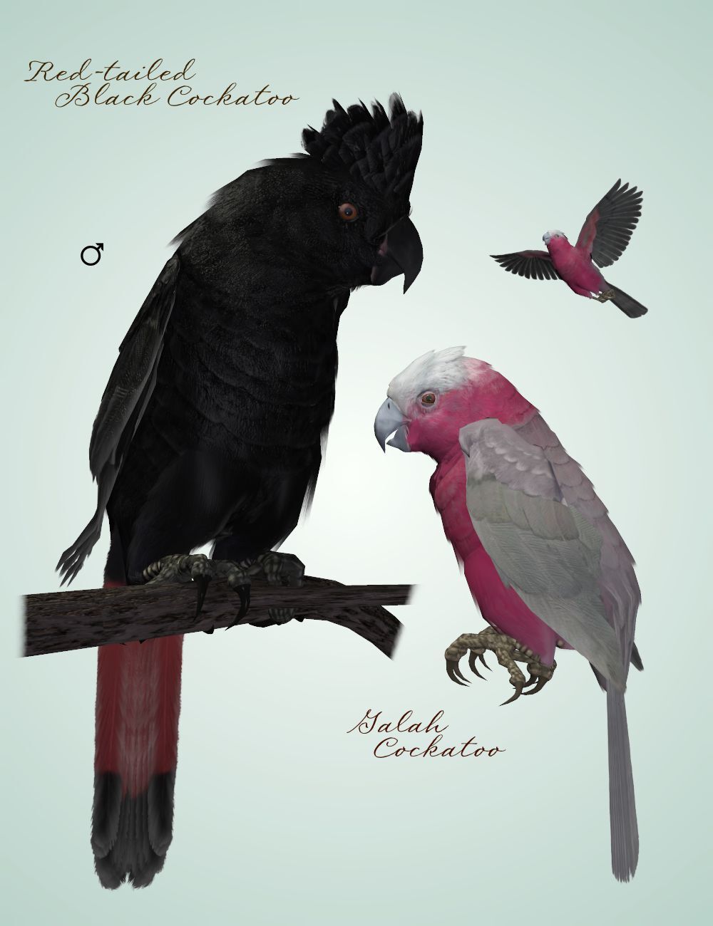 Songbird ReMix Parrots Vol 1 - Parrots of the World by N/A
