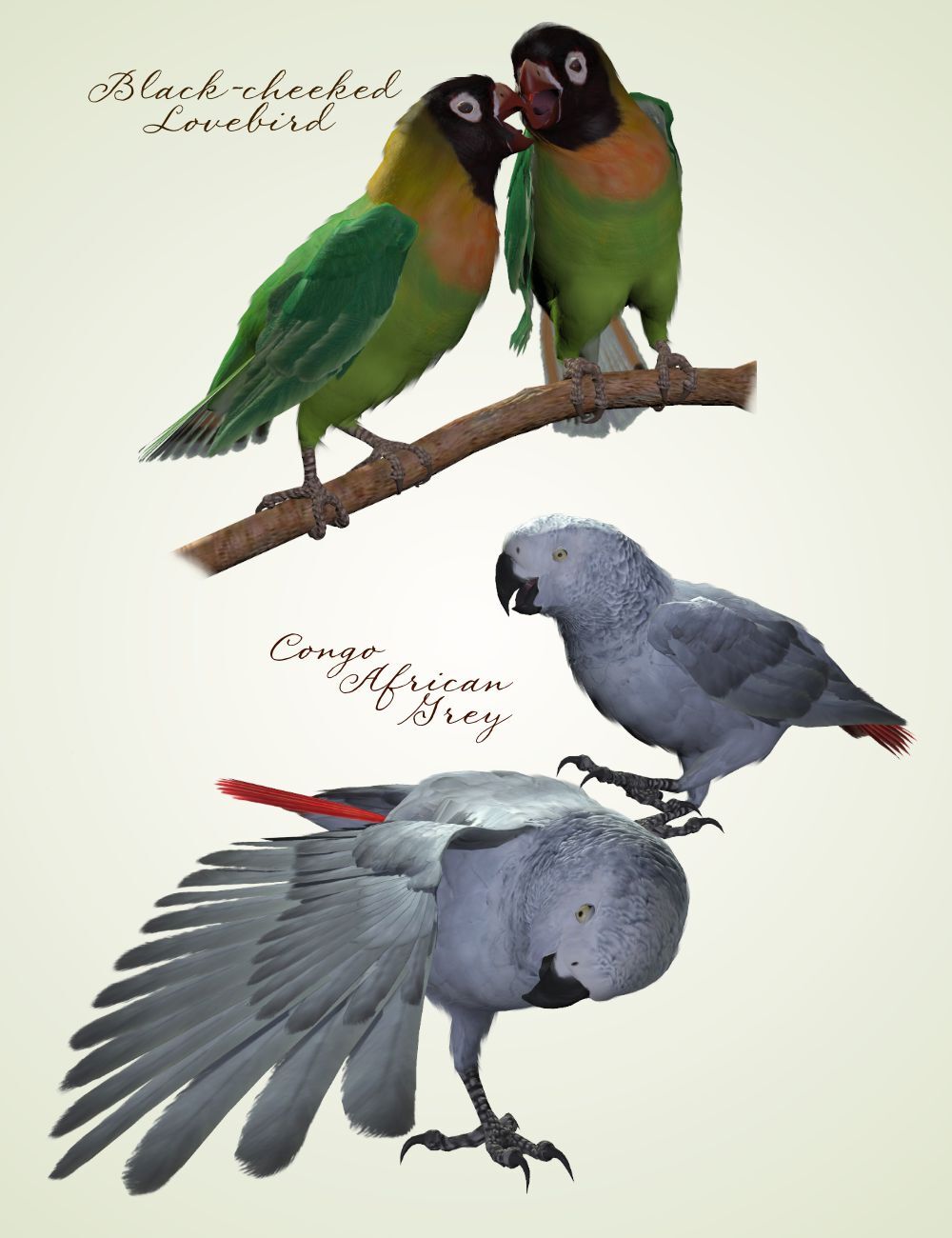 Songbird ReMix Parrots Vol 1 - Parrots of the World by N/A