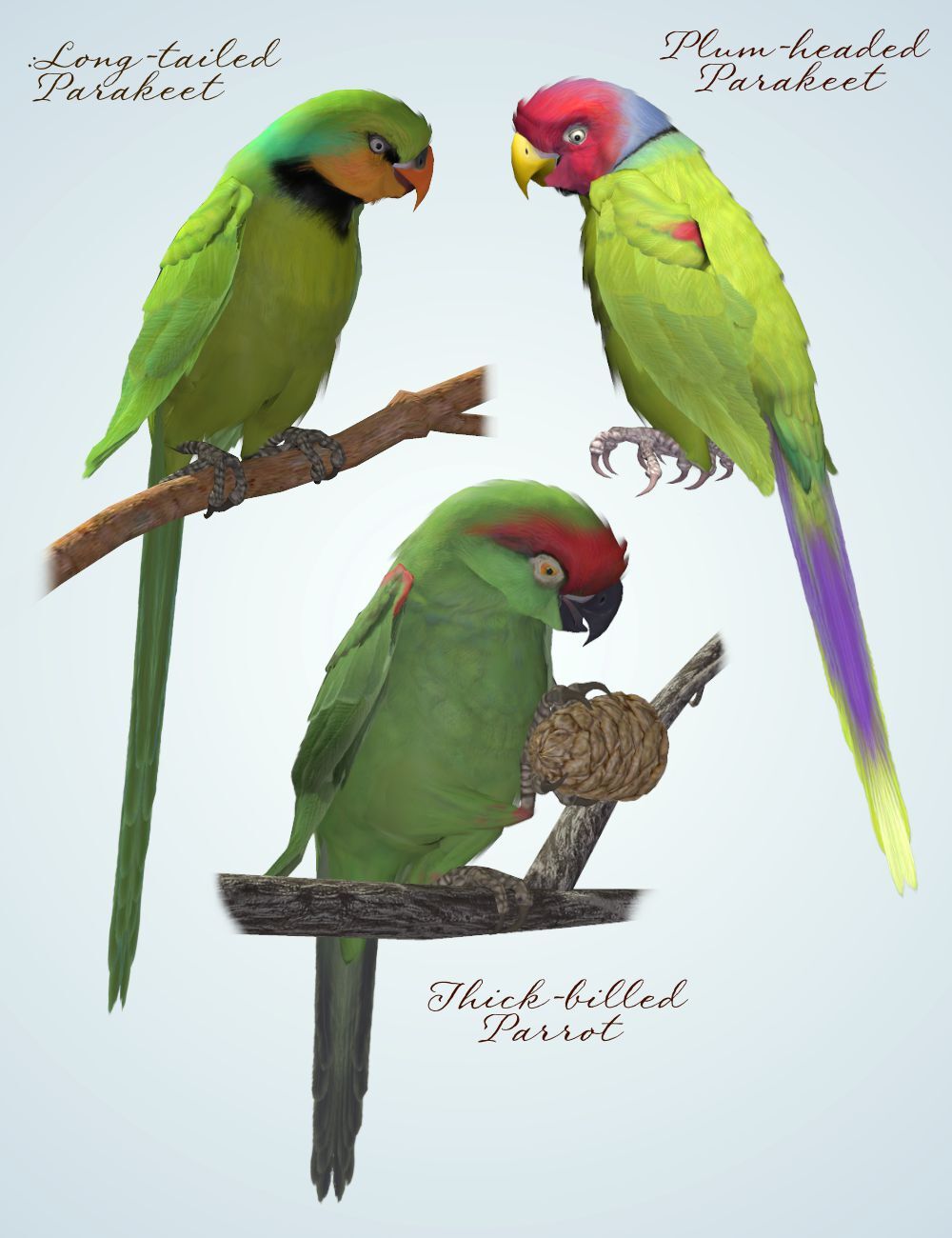 Songbird ReMix Parrots Vol 1 - Parrots of the World by N/A