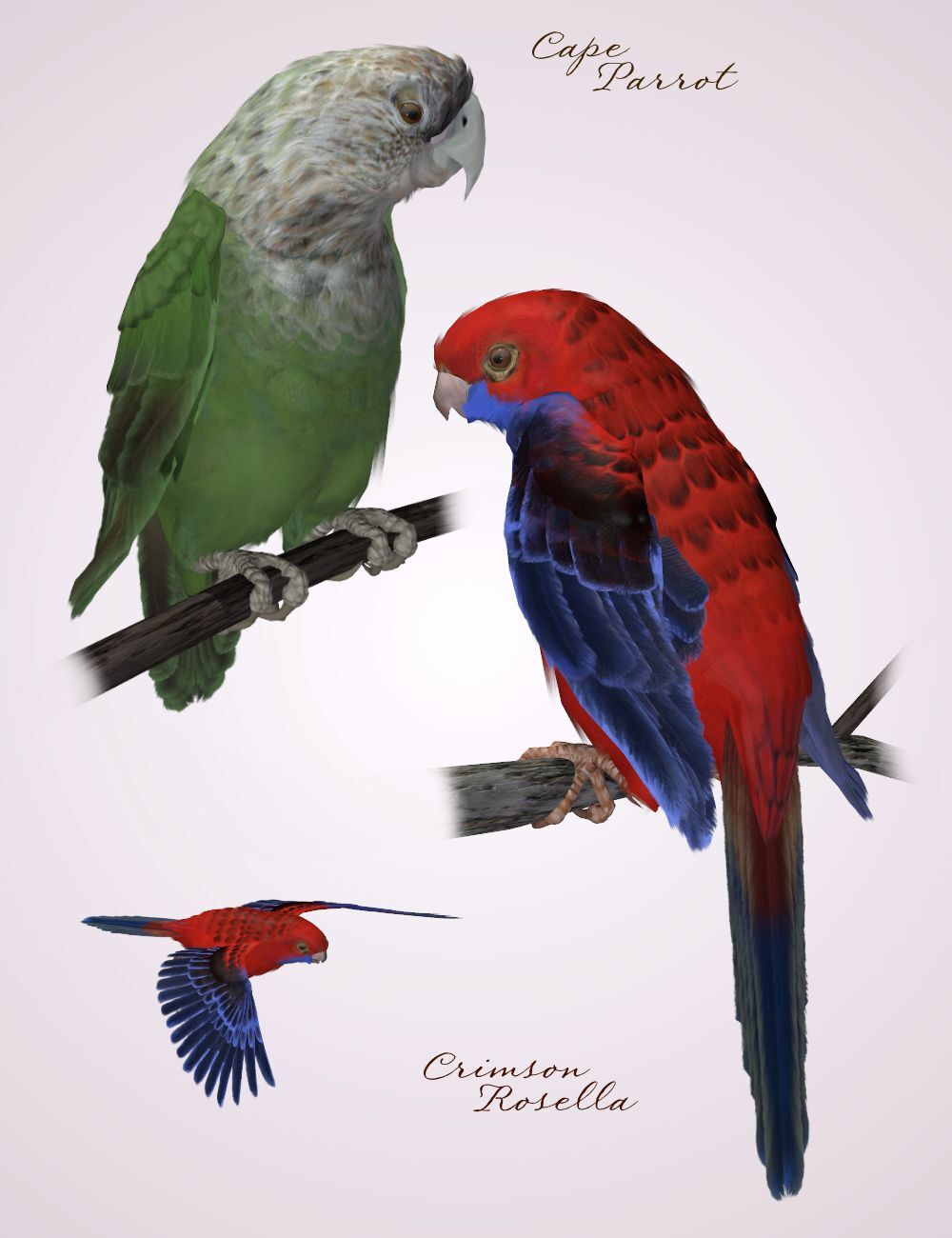 Songbird ReMix Parrots Vol 1 - Parrots of the World by N/A
