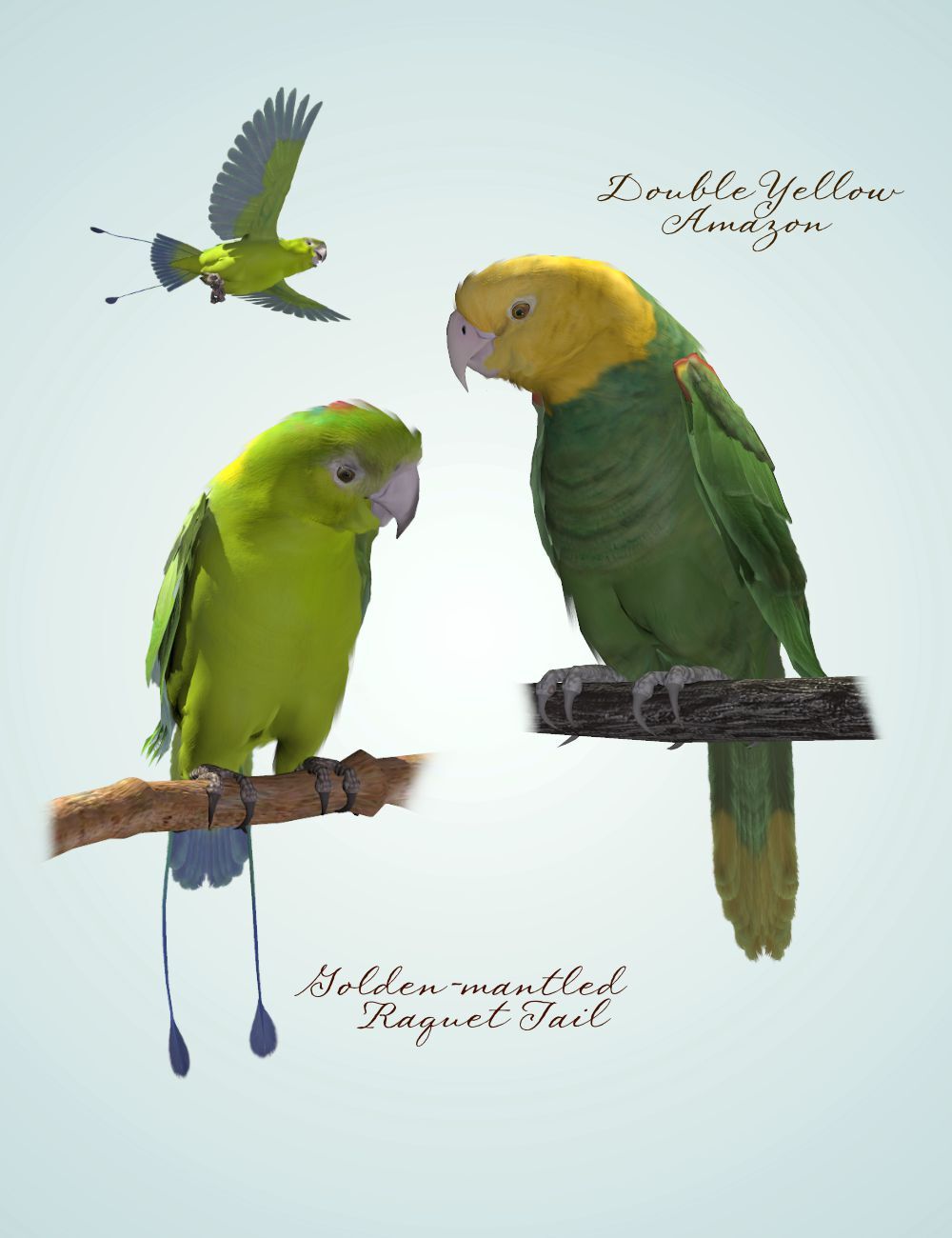 Songbird ReMix Parrots Vol 1 - Parrots of the World by N/A