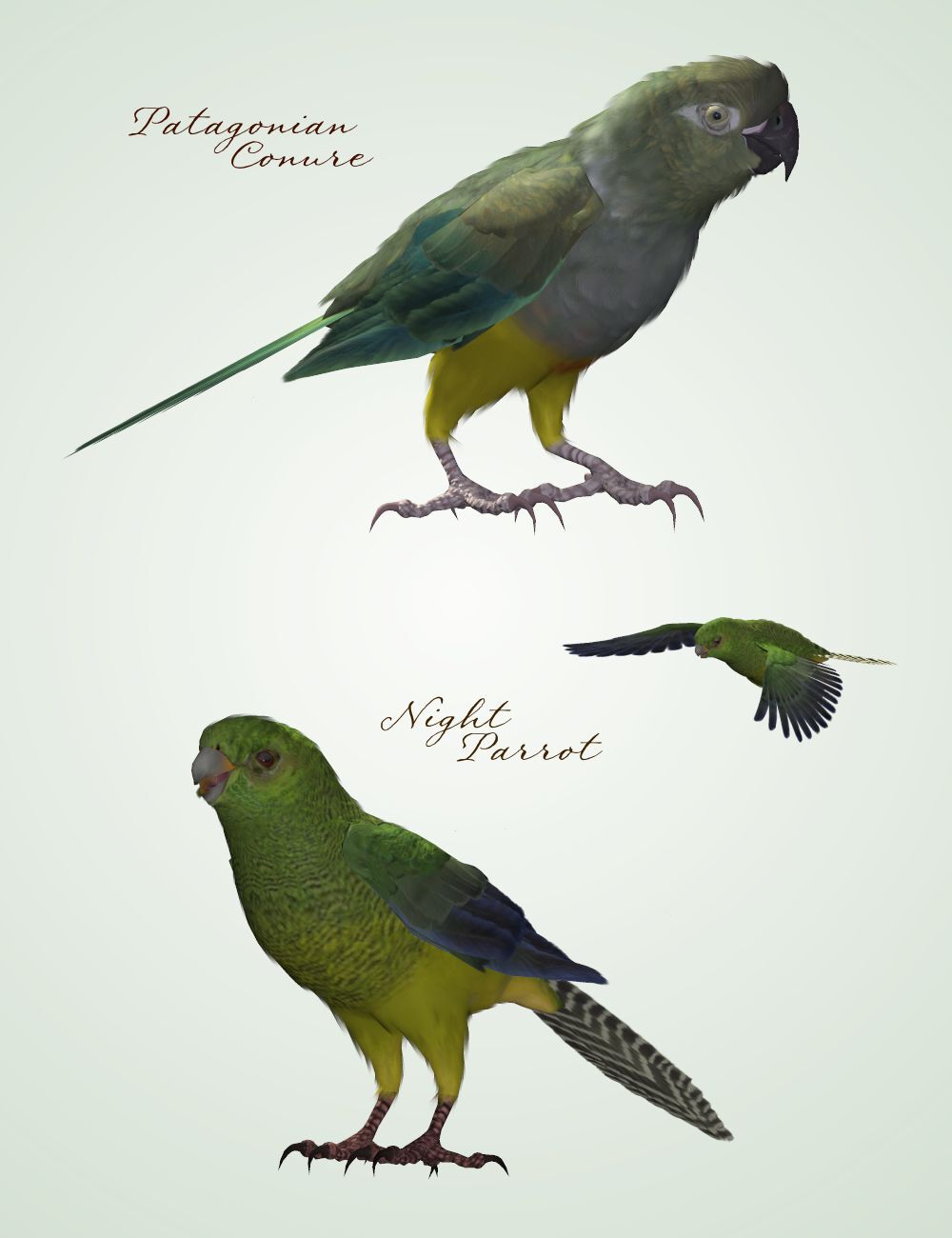 Songbird ReMix Parrots Vol 1 - Parrots of the World by N/A