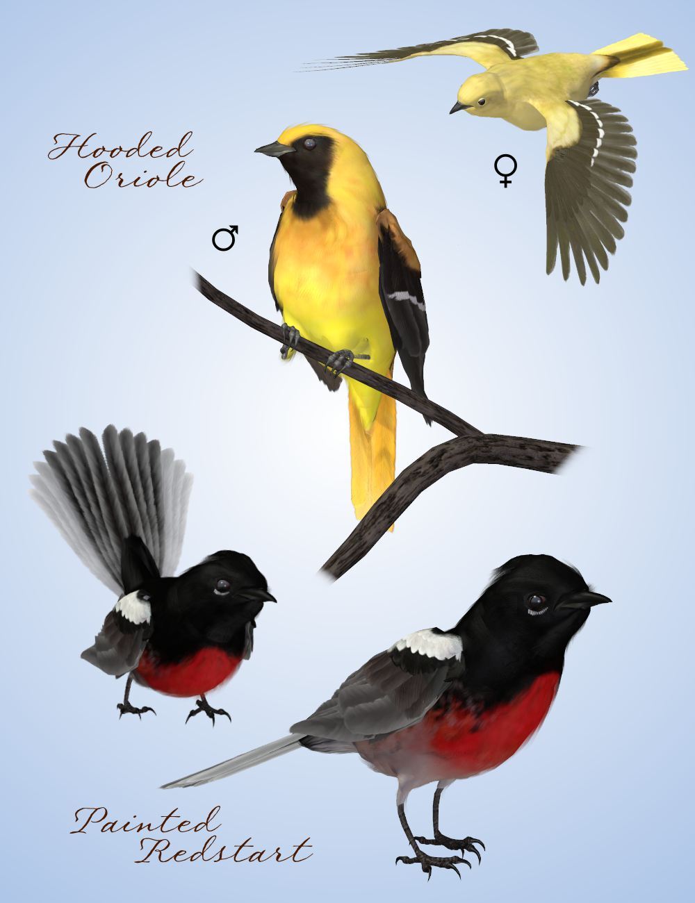 Songbird ReMix Cool & Unusual 2 by N/A