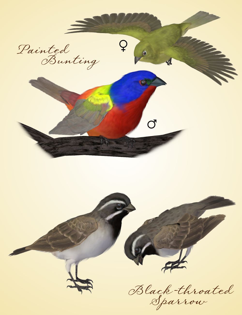 Songbird ReMix Cool & Unusual 2 by N/A