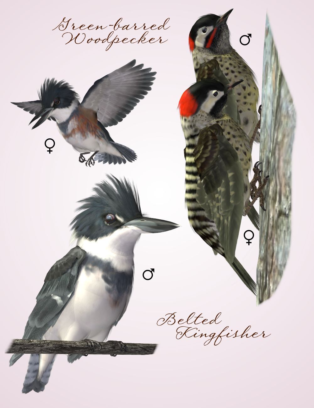 Songbird ReMix Cool & Unusual 2 by N/A