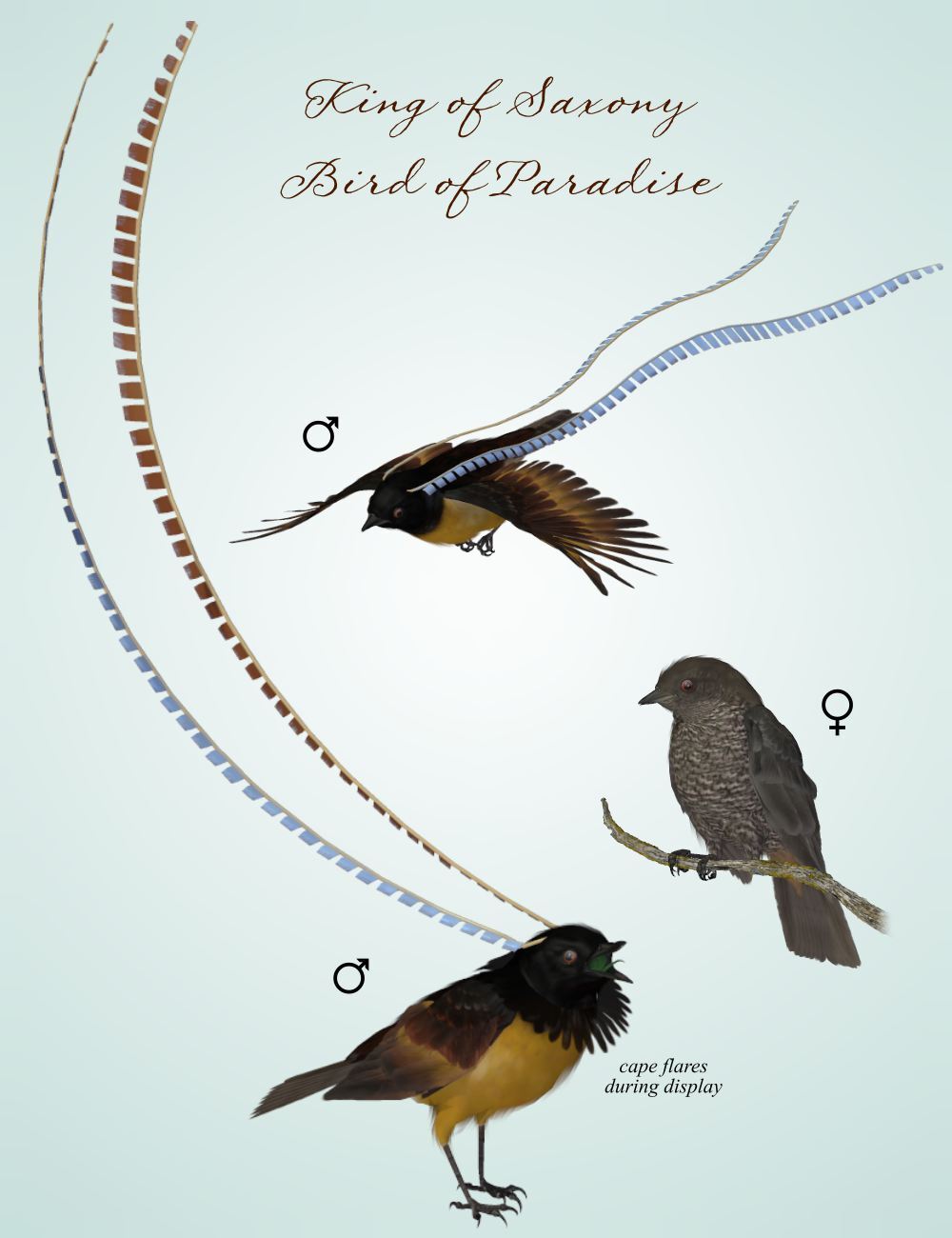 Songbird ReMix Cool & Unusual 2 by N/A