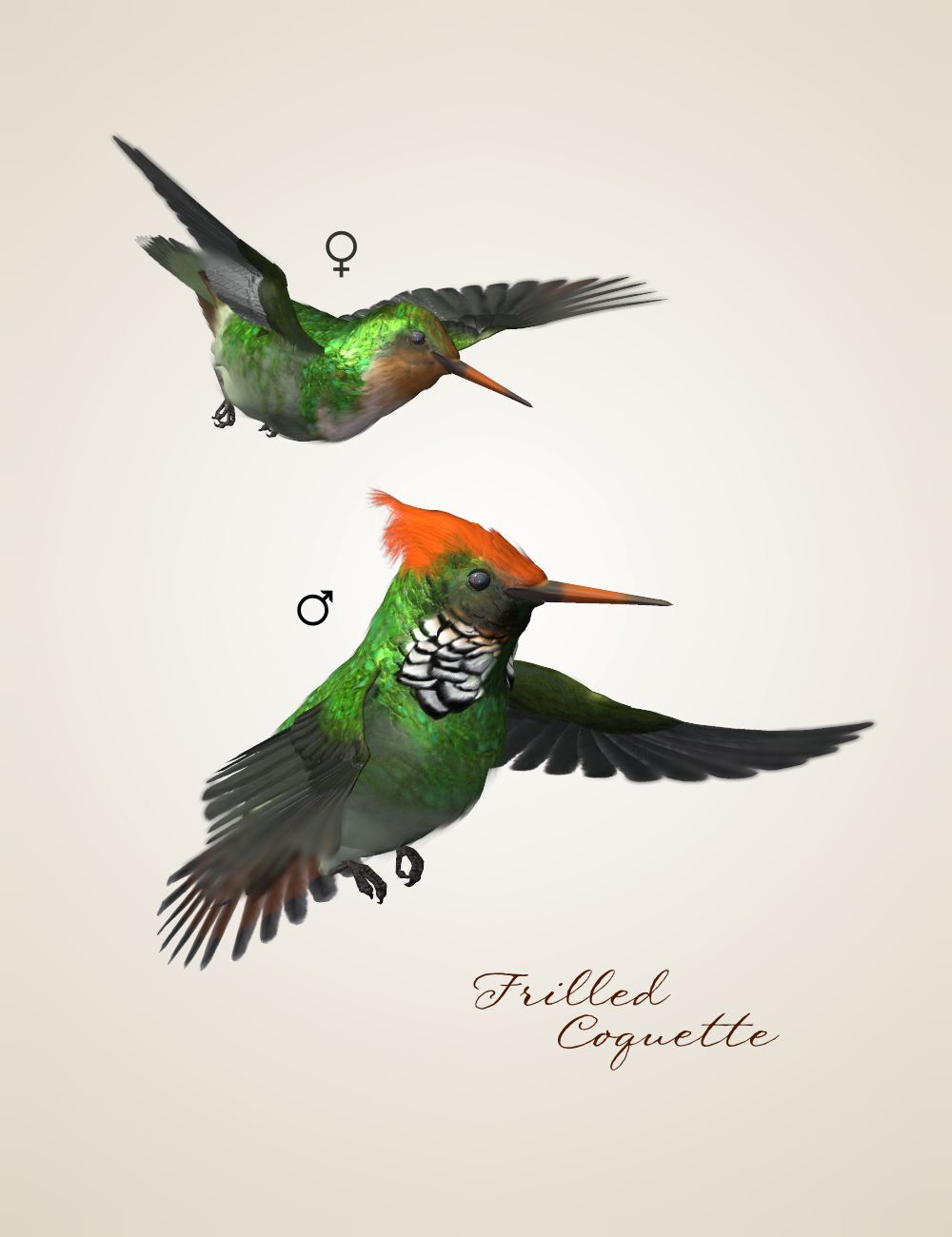 Songbird ReMix Cool & Unusual 2 by N/A