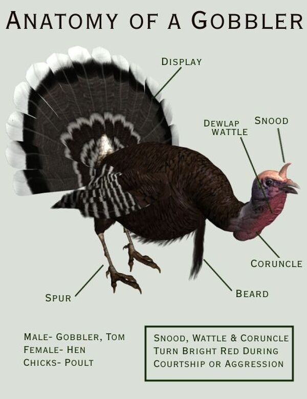 Songbird ReMix Wild Turkey by N/A