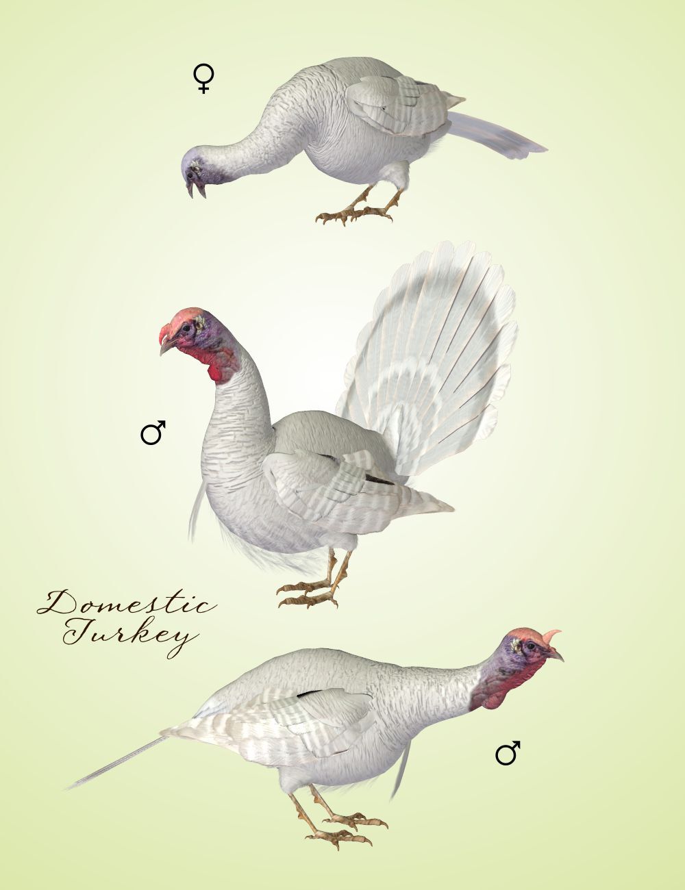 Songbird ReMix Wild Turkey by N/A