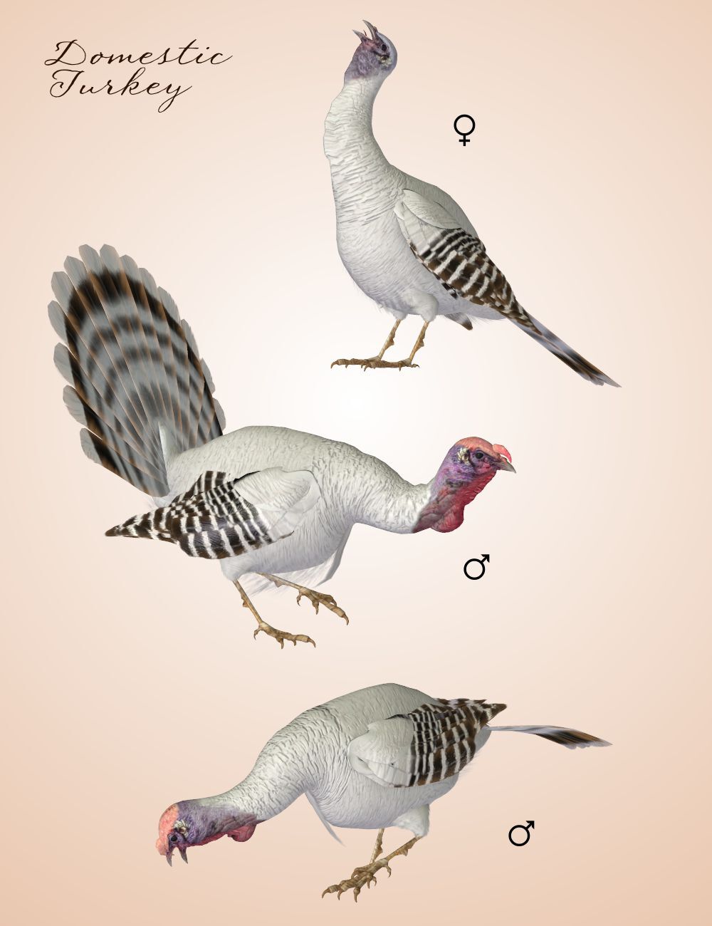 Songbird ReMix Wild Turkey by N/A